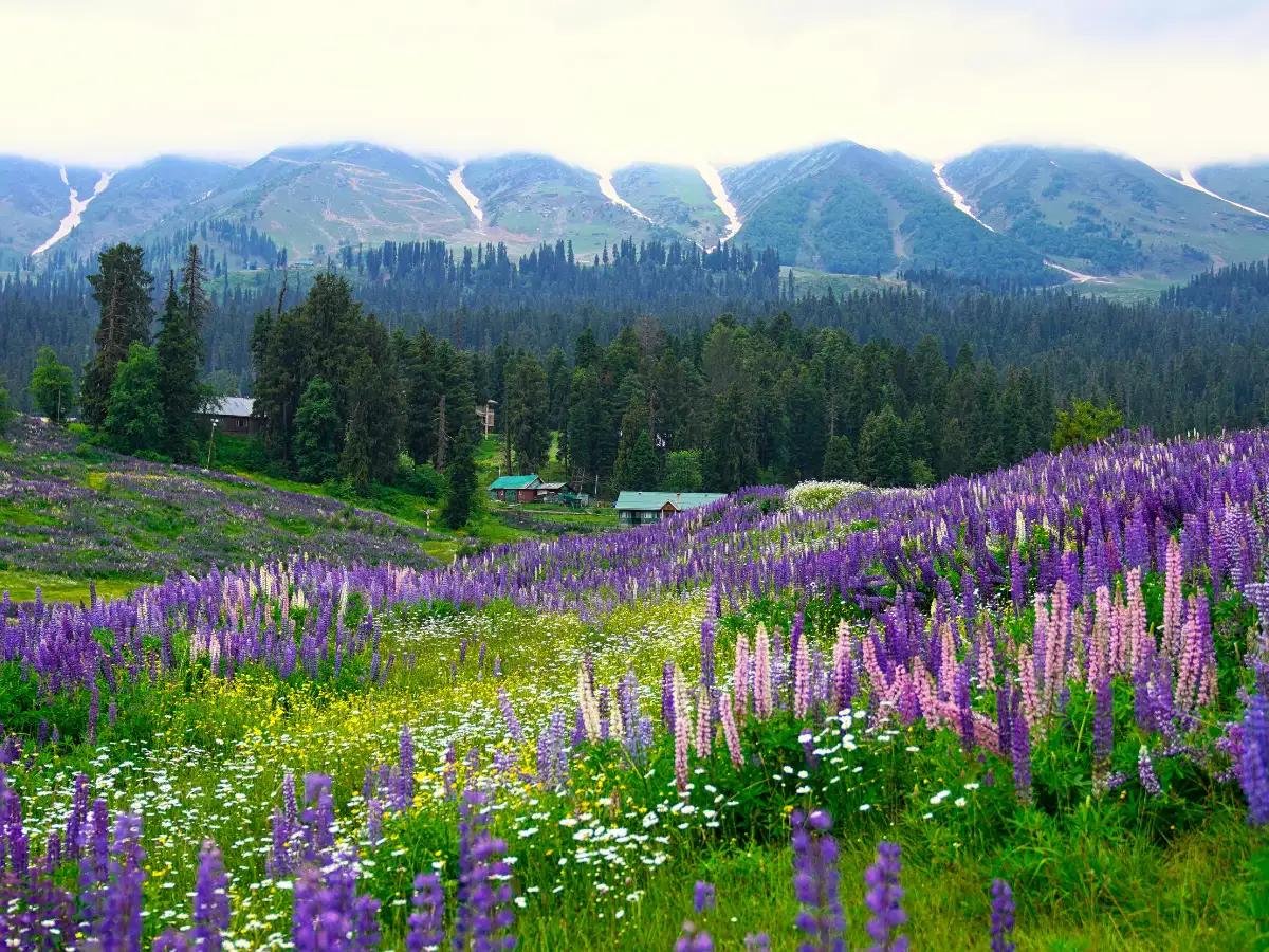 Gulmarg Kashmir mountain landscape